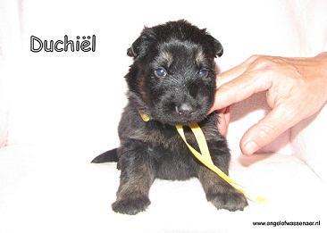 Duchiël, zwart-bruine teef, 3 weken jong